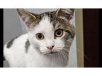 Julie Domestic Shorthair Kitten Female