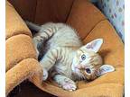 Mr Mandarin Domestic Shorthair Kitten Male