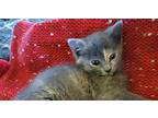 Cleo Domestic Shorthair Kitten Female