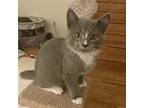 Sockz Domestic Mediumhair Kitten Male