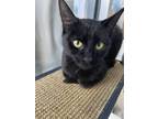 Soot Domestic Shorthair Adult Female