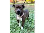 Scooter American Pit Bull Terrier Adult Male
