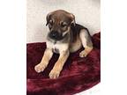 Annika Shepherd (Unknown Type) Puppy Female