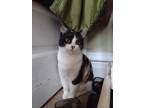 Miriam Domestic Shorthair Adult Female