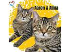 Aaron & Alma Domestic Shorthair Kitten Male