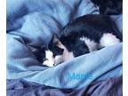 Kitten: Maple Domestic Shorthair Male