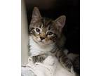 Jackie Domestic Shorthair Kitten Female