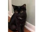 Thunder Domestic Shorthair Kitten Male