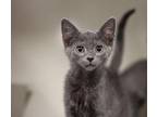 Tate Domestic Shorthair Kitten Male