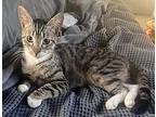 Jessibelle Domestic Shorthair Young Female
