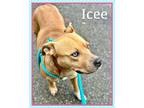 ICEE - see video Staffordshire Bull Terrier Adult Female