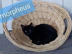 Kitten: Morpheus Domestic Shorthair Kitten Male