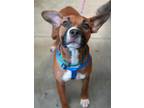 Bella~ SPONSORED and HOUSEBROKEN! Boxer Adult Female