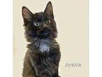 Archie Domestic Longhair Kitten Male