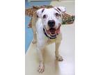 Peety American Pit Bull Terrier Adult Male