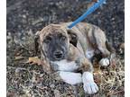 Memphis Anatolian Shepherd Young Male