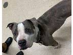 Puddles American Staffordshire Terrier Adult Male