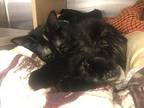 Swoosh Domestic Shorthair Young Female