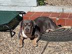 Winifred Waller Staffordshire Bull Terrier Adult Female