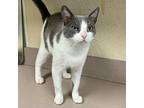 Delta Domestic Shorthair Young Female
