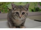 Star Domestic Shorthair Kitten Female