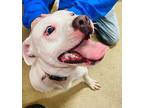 Maliki American Pit Bull Terrier Adult Male