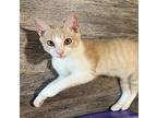 Merle Domestic Shorthair Kitten Male