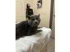 Enzo Domestic Shorthair Young Male