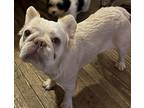 Nordstroms French Bulldog Young Female
