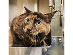 Mia Domestic Shorthair Senior Female