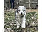 CC Australian Shepherd Senior Female