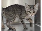 Piper American Bobtail Kitten Male