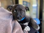 Finch Australian Cattle Dog Puppy Male