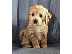 PUPPY DUCHESS Cockapoo Puppy Female