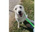 Marshmallow Labrador Retriever Adult Female