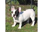 French Bulldog Puppy for sale in Garretson, SD, USA