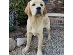 Labrador Retriever Puppy for sale in Gaffney, SC, USA