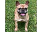 French Bulldog Puppy for sale in Holmesville, OH, USA