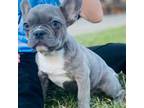 French Bulldog Puppy for sale in Wentzville, MO, USA