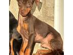 Doberman Pinscher Puppy for sale in Freeburg, MO, USA
