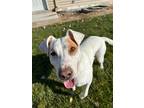 Adopt Brantley a Mixed Breed (Medium) / Mixed dog in Fort Lupton, CO (34930949)