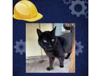 Adopt Jacko a All Black Domestic Shorthair / Mixed cat in St.