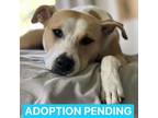 Adopt Melody a Tan/Yellow/Fawn Labrador Retriever / Mixed Breed (Medium) / Mixed