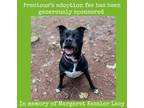 Adopt Precious a Black American Staffordshire Terrier / Mixed dog in Lynchburg