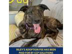 Adopt Riley a Black Mixed Breed (Large) / Mixed dog in Westhampton