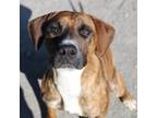 Adopt Ember a Brindle Boxer / Mixed Breed (Medium) / Mixed dog in Martinsville