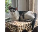 Adopt Nissan a White Domestic Shorthair / Mixed cat in St.Jacob, IL (37819174)