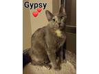 Adopt Gypsy a Gray or Blue Domestic Shorthair / Domestic Shorthair / Mixed