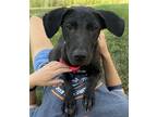 Adopt Crystal a Labrador Retriever dog in Clear Lake, IA (37654499)