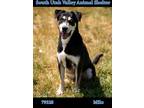 Adopt 79328 Milo a Black Husky / Labrador Retriever / Mixed dog in Spanish Fork